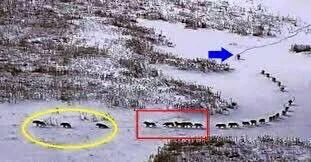 هكذا يبدو ترتيب قطيع الذئاب أول 3 ذئاب تكون الأكبر سنا والاوهن عظماً ثم 5 ذئاب قوية للدفاع عن القطيع ثم باقي القطيع واخيراً القائد.هذا ما يعنيه حقا أن تكون #قائد_فريق_عمل فان الأمر لايتعلق بالضرورة وجودك دائماً بالمقدمه وإنما يعني رعاية وادارة الفريق بما يضمن استمراريته وتقدمه.