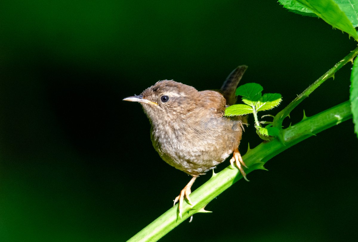 Lesley Barker tweet media