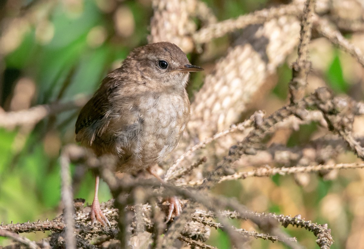 Lesley Barker tweet media