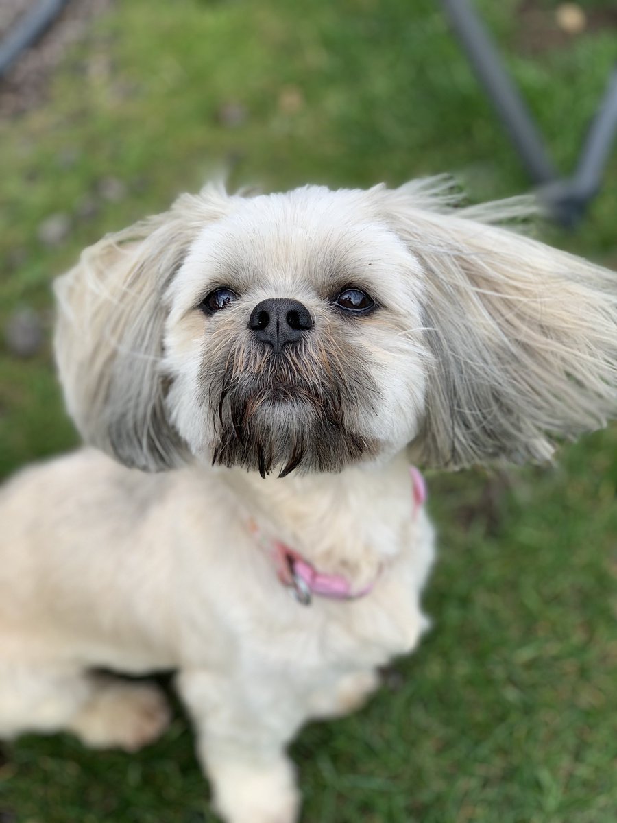 Xplore__More's tweet photo. Flossy loves the outdoor life, wind blowing in her hair 🐾😂🌸 #lhasa #prettypooch #caravanlife https://t.co/k9BYyFNRmS