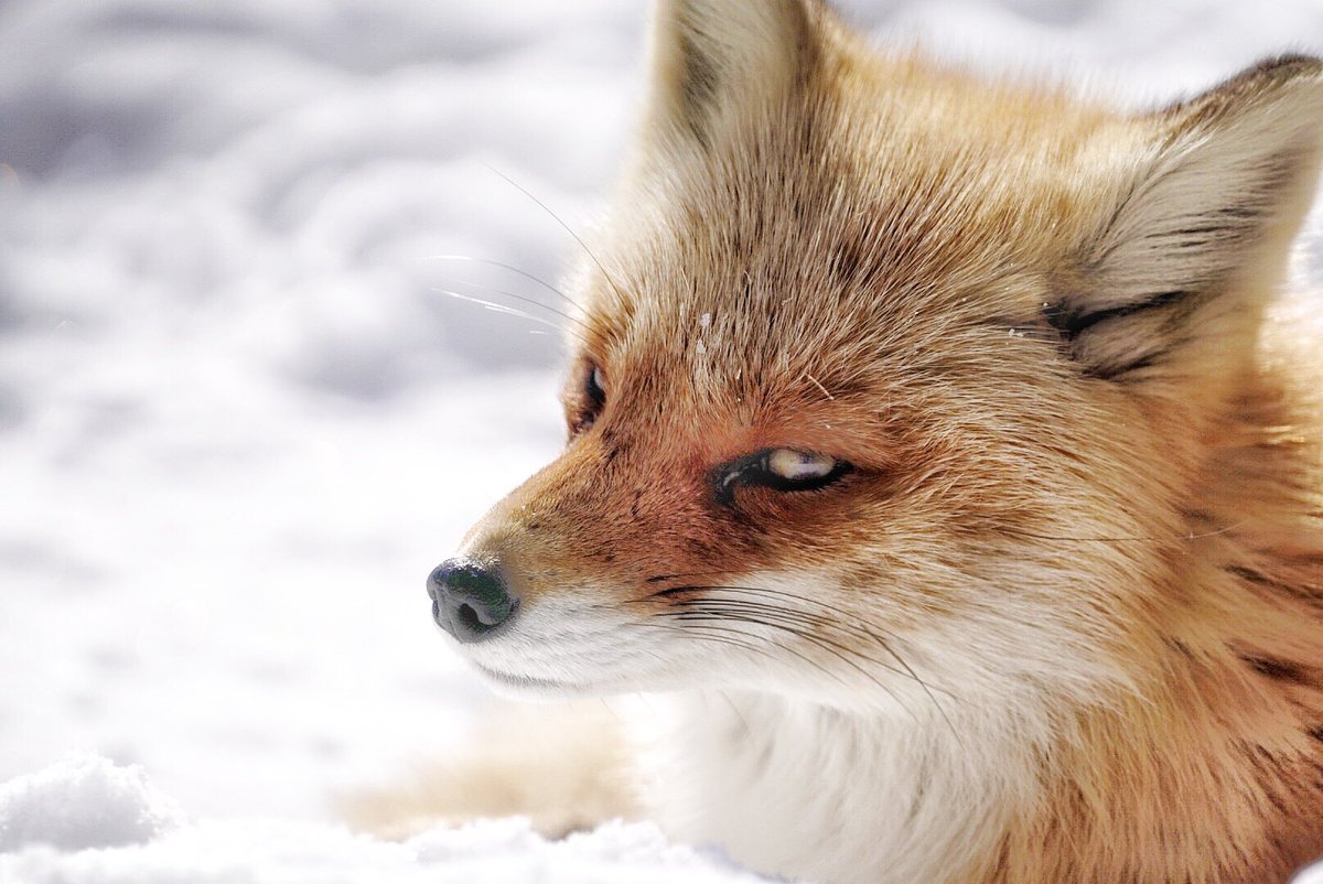 狐仙人乃弟子 トコノ オルタ キツネによって瞳の色も違うのだ T Co Ijw5p69si1 Twitter