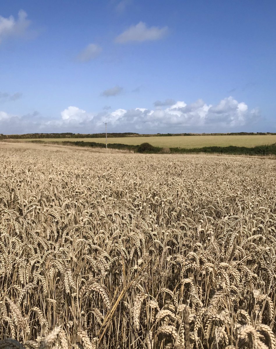 Lynn Batten tweet media