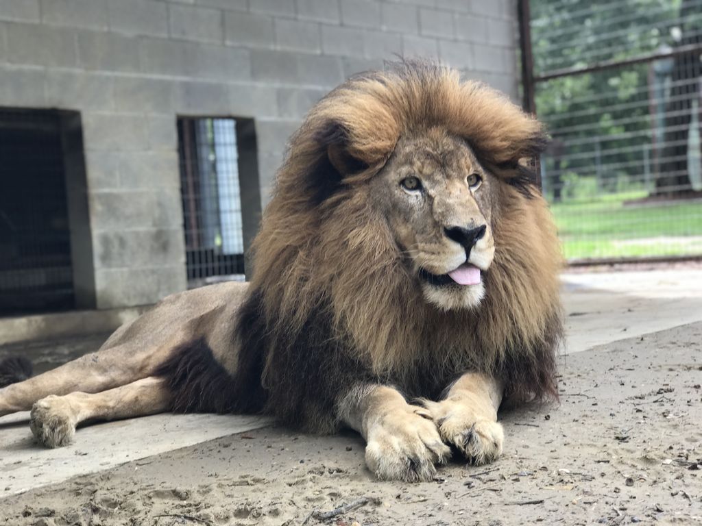 Even the king of cats does a *blep* sometimes.  ♥️ Leo!