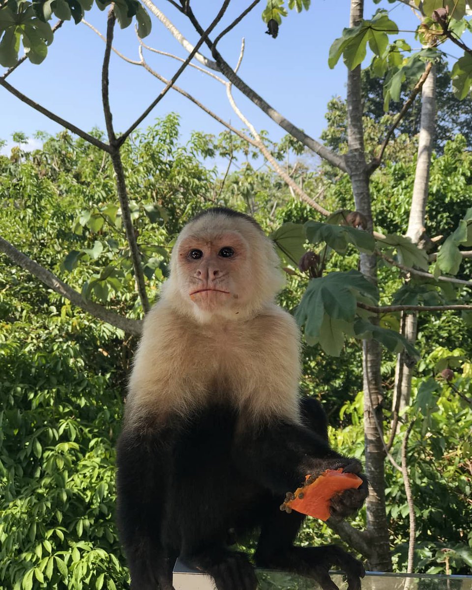 Visit_CostaRica's tweet photo. This curious capuchin monkey couldn't resist a bite of that fruit. 

Learn more about the wildlife of Costa Rica here: https://t.co/U57woMVjsj  

📷: @jor_moso

📍: Costa Rica https://t.co/zCgPg2BH1Z