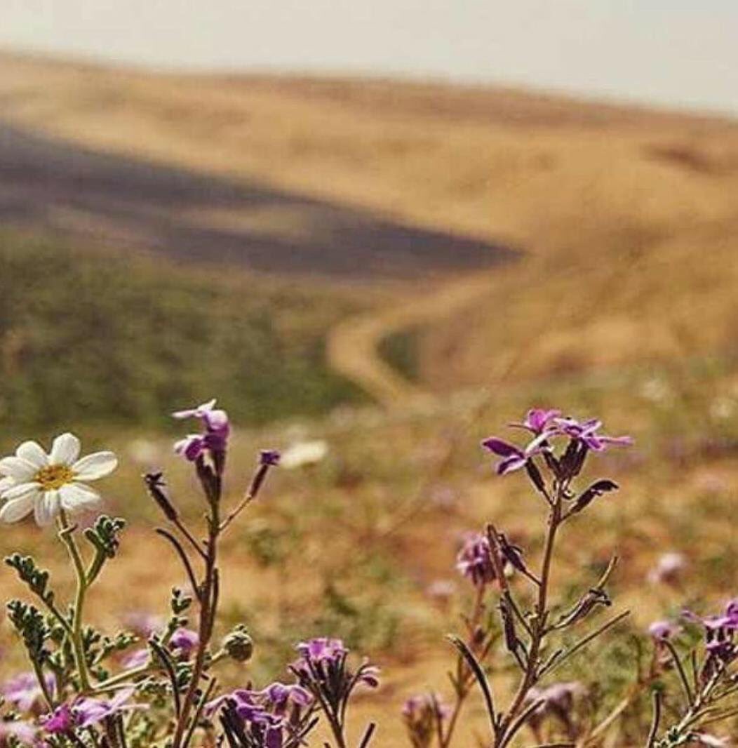 ksa5j's tweet photo. اتضايق بعض الأحيان وأعاف الجلوس
  ما يوسع خاطري غير سجات الخلا
كرهوني في المجالس ثقيلين النفوس
 الله من زود السماجة ومن قل الحلا
#شعر https://t.co/4xkq0CNbYj
