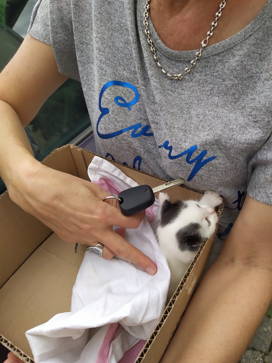 unecuisse's tweet photo. Ma maman a trouvé ça, seul miaulant dans un tas de bois. Priez pour la survie de Frank s'il vous plaît (il a une tête de Frank) https://t.co/bV7pVji5DI