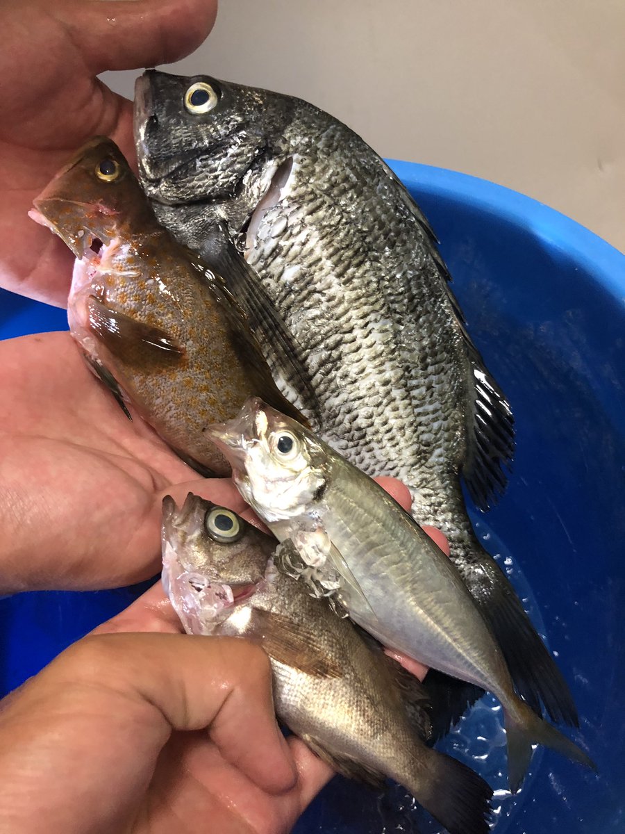 チヌの刺身の湯引き美味しい チヌの刺身の湯引き美味しい
