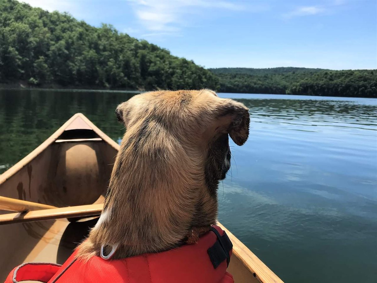 USACEHQ's tweet image. Who else is looking forward to another day on the water? Make sure you wear a #lifejacket if you have plans to recreate in and around water! 📸: A very good, smart boy at @USACEBaltimore #RaystownLake #WearIt  #LifeJacketsWornNobodyMourns