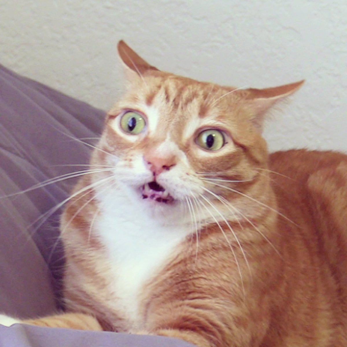 ColeTheBlackCat's tweet photo. When you realize it's Monday tomorrow π²βΉπ₯
#catmindblown #meowed #coleandmarmalade https://t.co/3UzZSQt4X4