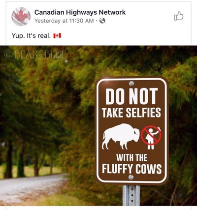GoodSigns_'s tweet photo. Courtesy of @donutshopguy. “Fluffy Cows” does make them sound cuter, though. Stay safe ‘gramming y’all. https://t.co/Lw4SruGvX7