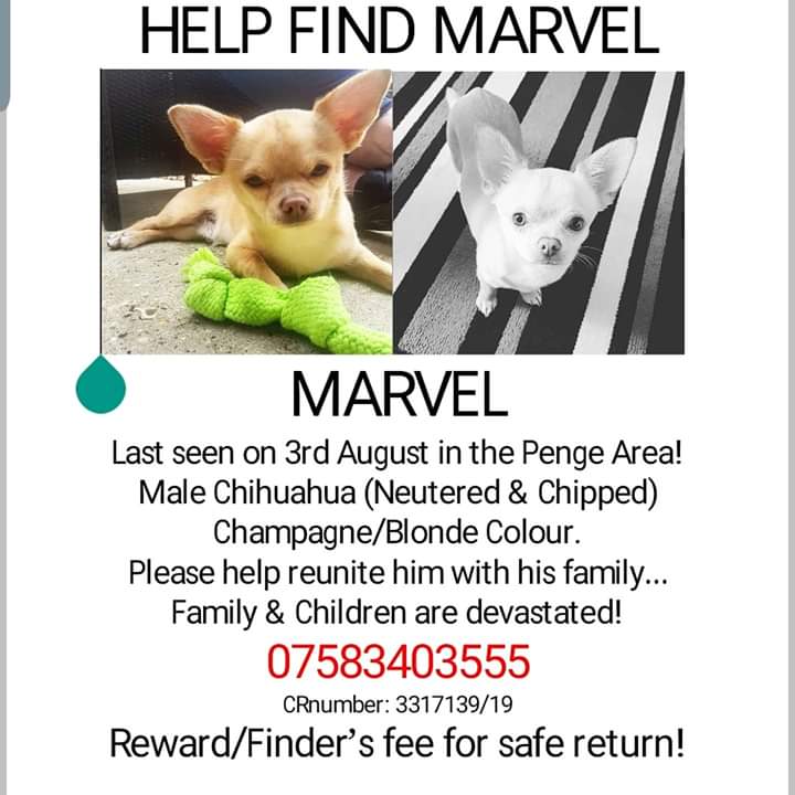 RT @FINDMISSINGDOGS: 🌟PLEASE RT MARVEL🌟 🇬🇧

Have you seen him? 
His family just want him home 😢

#Missing From #Penge #London 
Since 3/8/19 

#MissingDogsUK 
#DogsAreFamily 
#VetsToScan 
#ScanMe