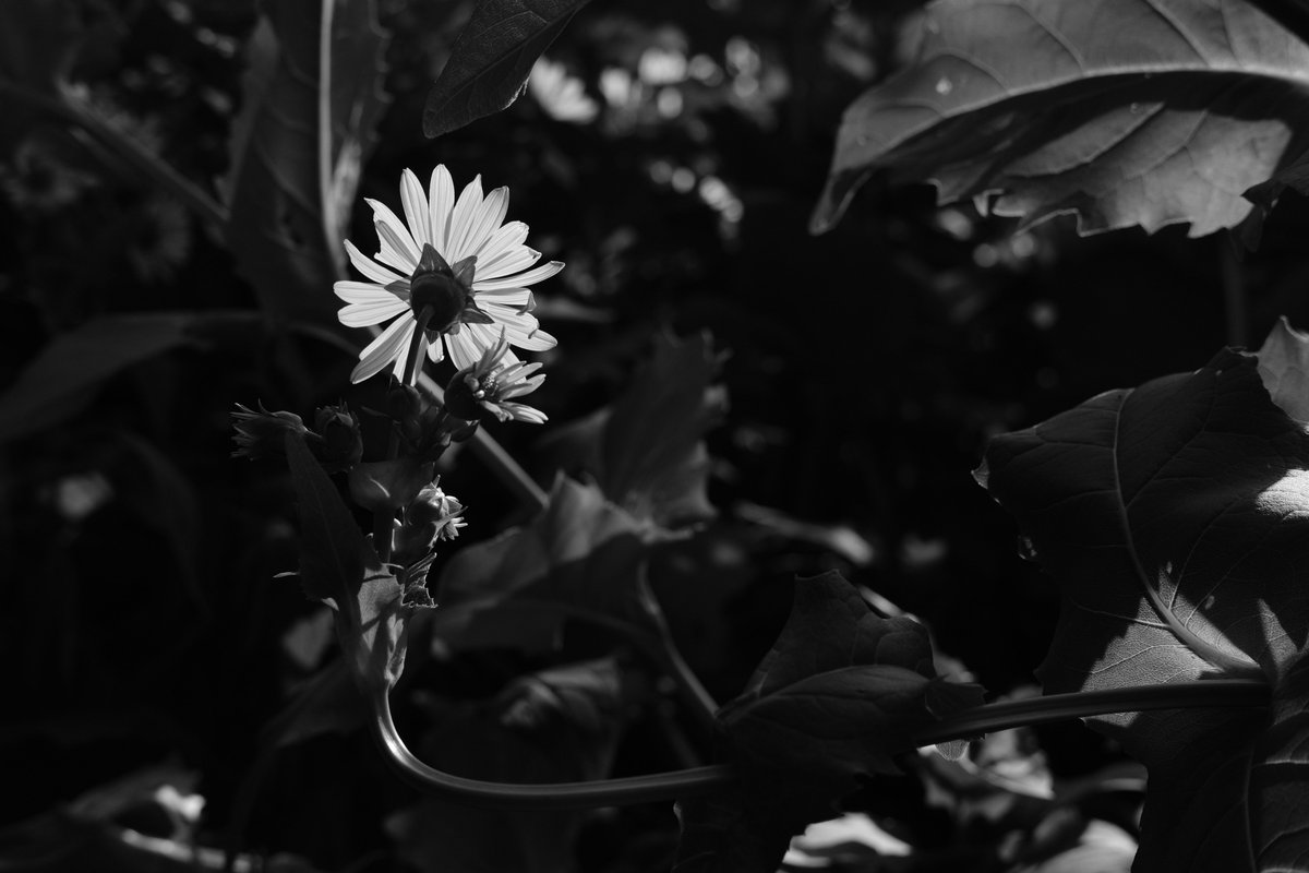 RobertChiorbeja's tweet photo. #park #garden #nature #flower #plant #closeup #light #summer #blackandwhite #Monochrome #beautiful #acros #fujifilmacros #fujifilm #fujifilm_xseries #xt20 #xf35mm #50mm #laeken #bruxelles #belgique #Brussels #Belgium #forest #leaves #tree #branches #fujifilmxt20 #fujinonxf35mm https://t.co/4Fc4XhWCMI