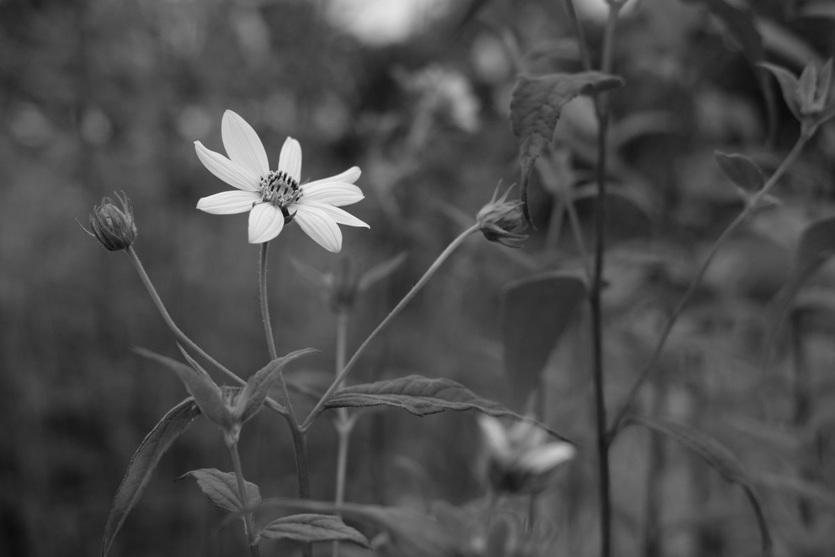 RobertChiorbeja's tweet photo. #park #garden #nature #flower #plant #closeup #light #summer #blackandwhite #Monochrome #beautiful #acros #fujifilmacros #fujifilm #fujifilm_xseries #xt20 #xf35mm #50mm #laeken #bruxelles #belgique #Brussels #Belgium #forest #leaves #tree #branches #fujifilmxt20 #fujinonxf35mm https://t.co/4Fc4XhWCMI