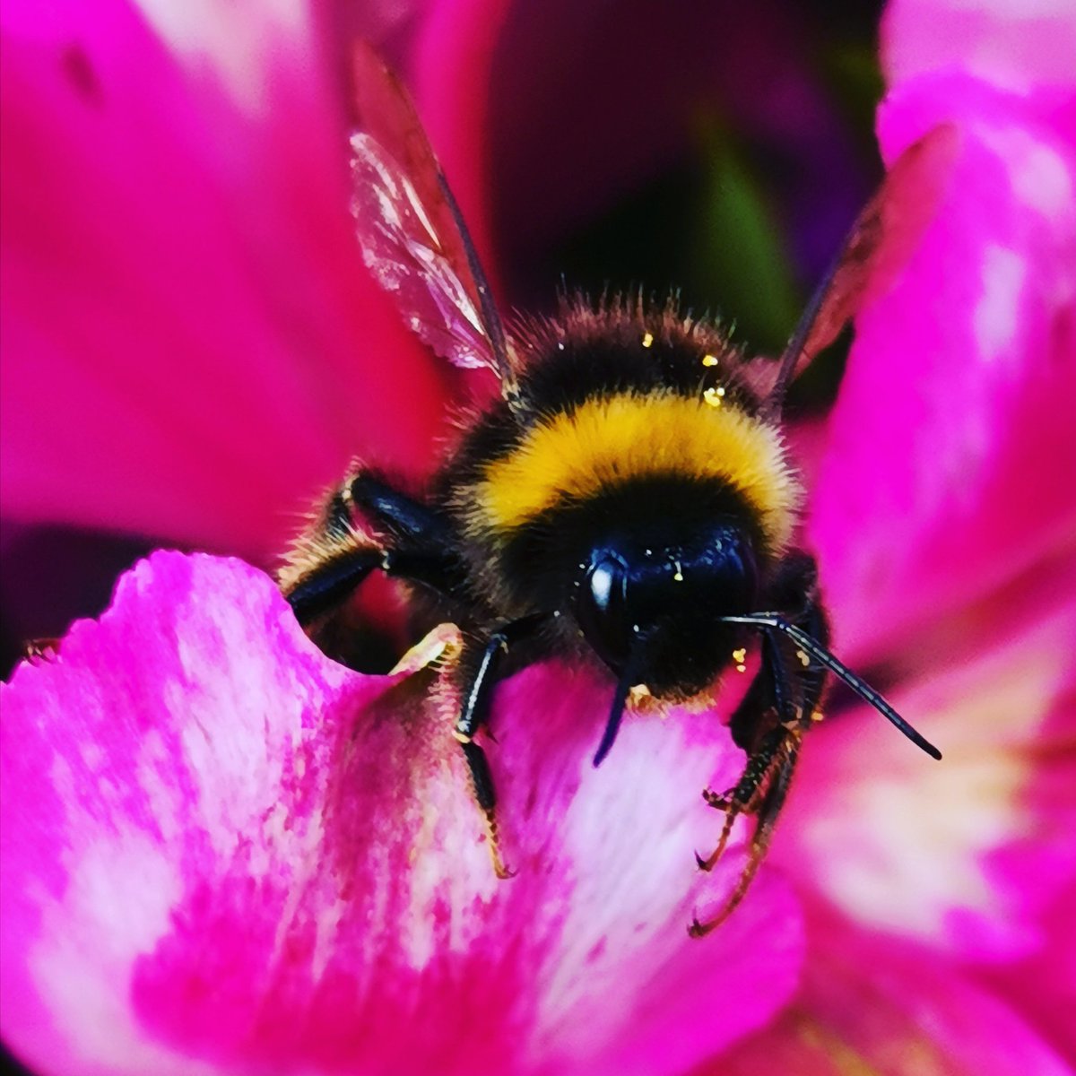 Love this pic I took yesterday #bumblebee #nature #summer