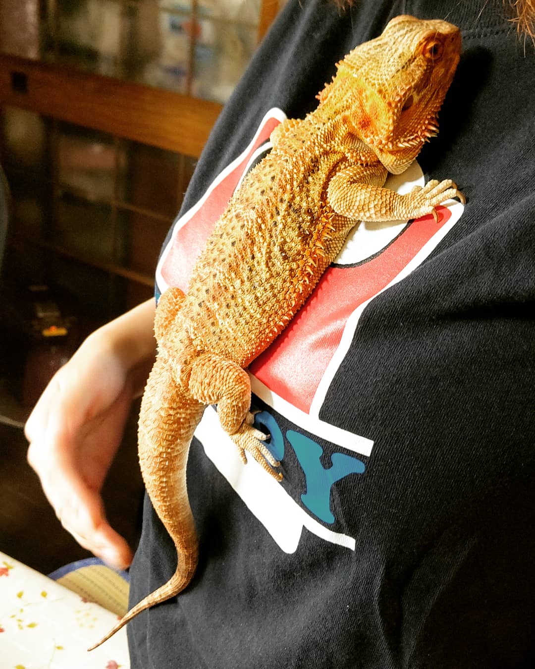 Mayu いとこが飼ってるペット フトアゴヒゲトカゲ のトカちゃんです 性別はオス です 抱っこした時は 暴れましたが すぐに落ち着いて 支えなしで 胸に引っ付いていました かわいい フトアゴヒゲトカゲ フトアゴヒゲトカゲ好きな人と