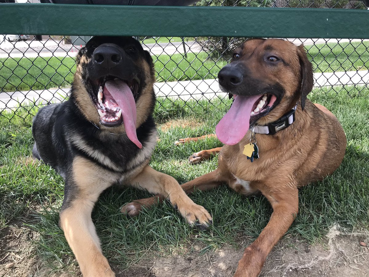 TiaCarley's tweet photo. my baby boy had a fun filled day with his friend Ziggy yesterday 🥰🐶 https://t.co/bbDfFvbErH