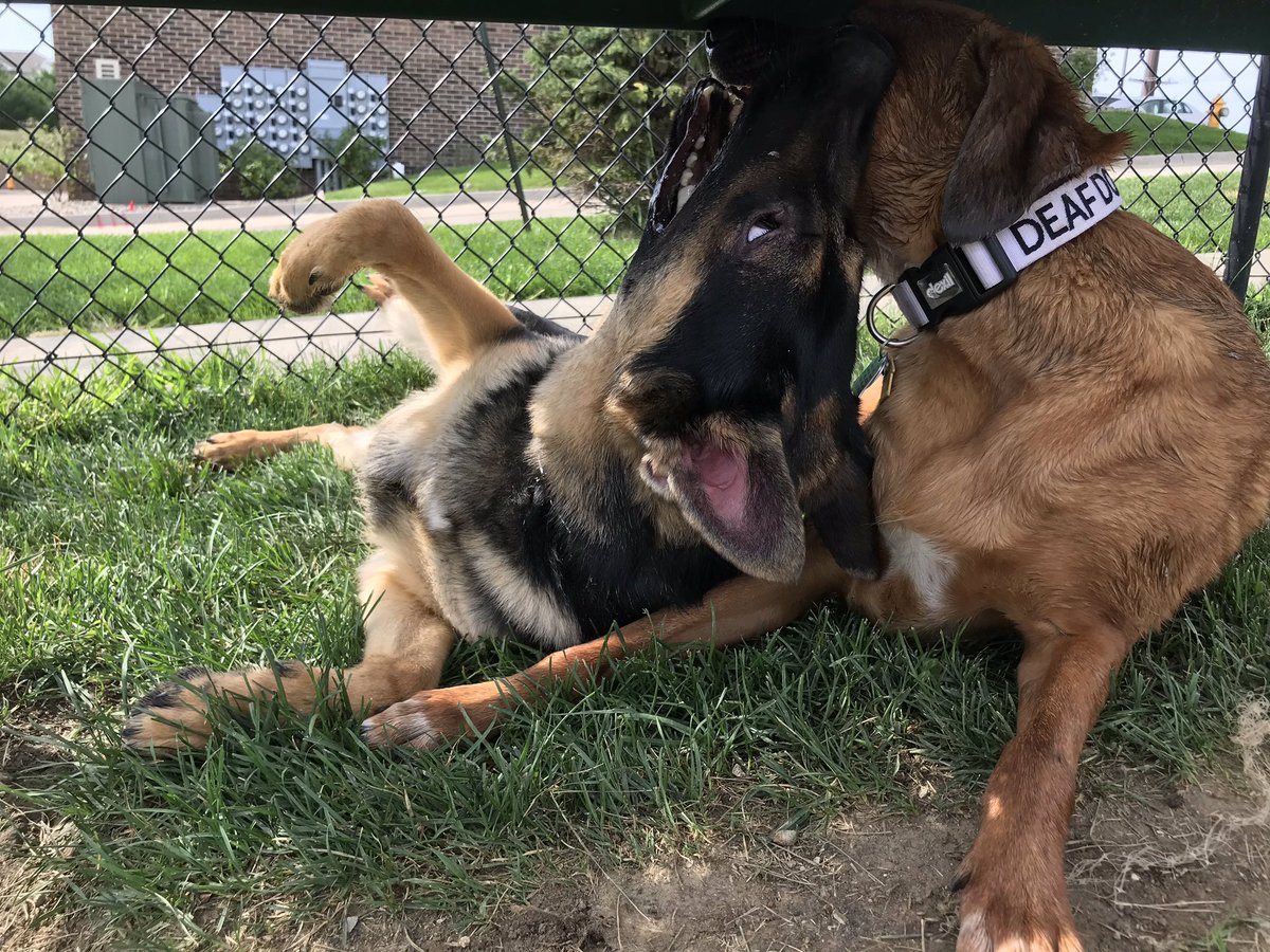 TiaCarley's tweet photo. my baby boy had a fun filled day with his friend Ziggy yesterday 🥰🐶 https://t.co/bbDfFvbErH