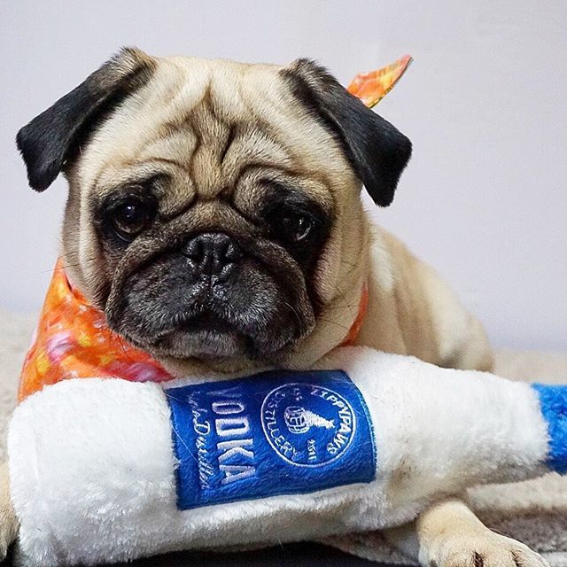 nortonmousepugs's tweet photo. Tisβ my drink go get your own π πΈ A big cheers to @bogart_bogiethe_pug for a funtastic giveaway π₯³ Norton
.
.
.
.
.
.
#pugsofsydney #puglife #puglia #puglove #puggietherapy #pugoftheday #pugsofinstagram #cutedog #ruffpost #dailyfluff #mydogiscutest #pu⦠https://t.co/eYngLb9xNG https://t.co/l3GP6LgkTo
