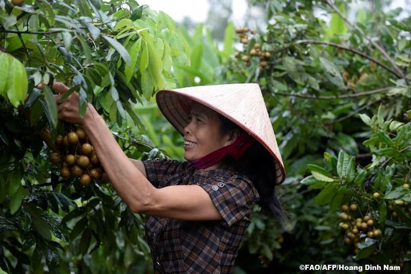 The knowledge and practices of farmers and food producers from all over the world are at the core of #agroecology. 

We need to recognize the value and knowledge of the people who produce our food. 

Our #ZeroHunger heroes.