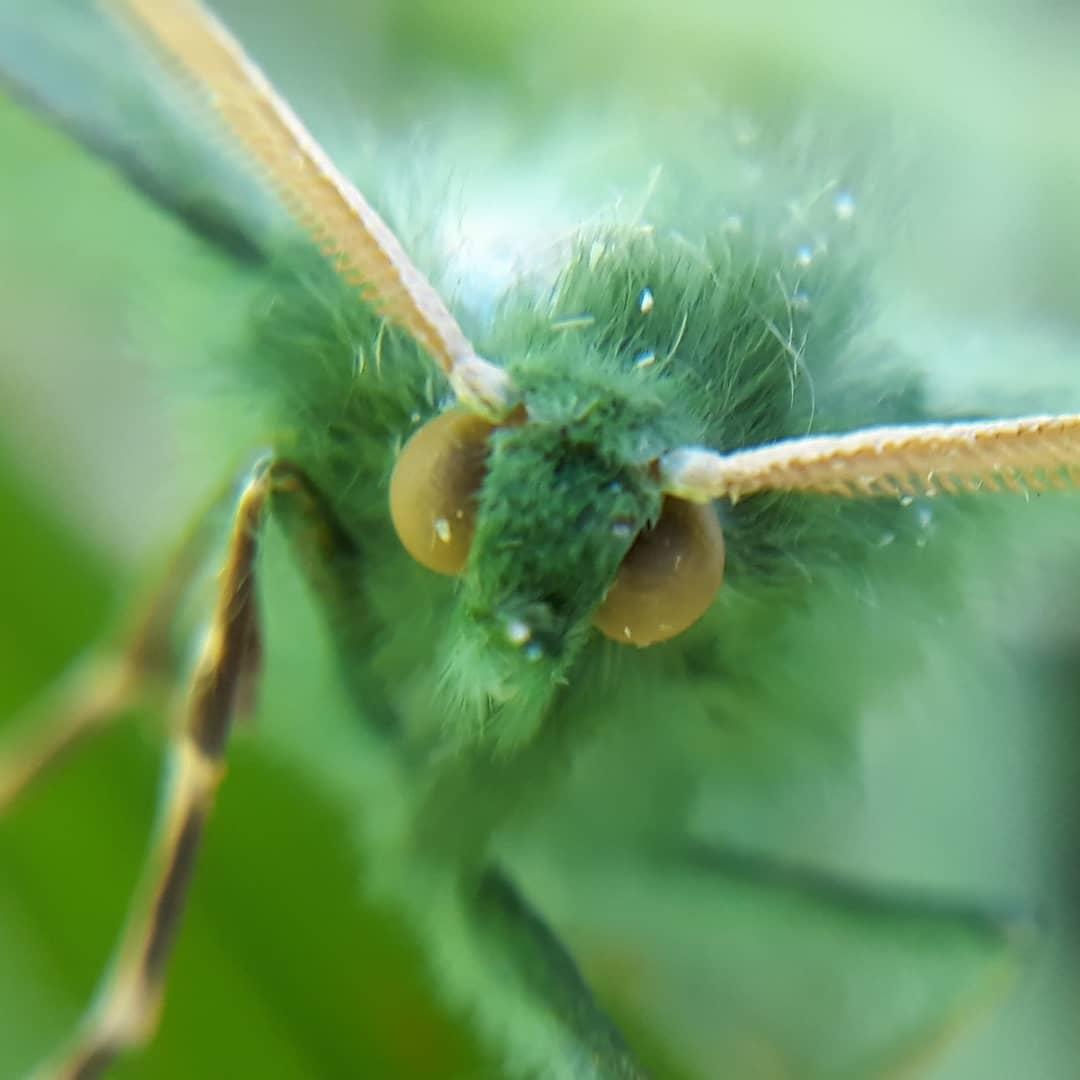 LeeAttwood5's tweet photo. Probably my favourite moth portratit! #TEAMMOTH. See Insta for full post! Large Emerald moth, geometra papilionaria. On 16/7/19.
@bbowt #teammoth #bbowt #wildlifetrust #largeemerald #geometrapapilionaria #moth #ukmoth #everydayiswild #naturephotography
https://t.co/QucTvH1RtH https://t.co/ifWK3JTeYx