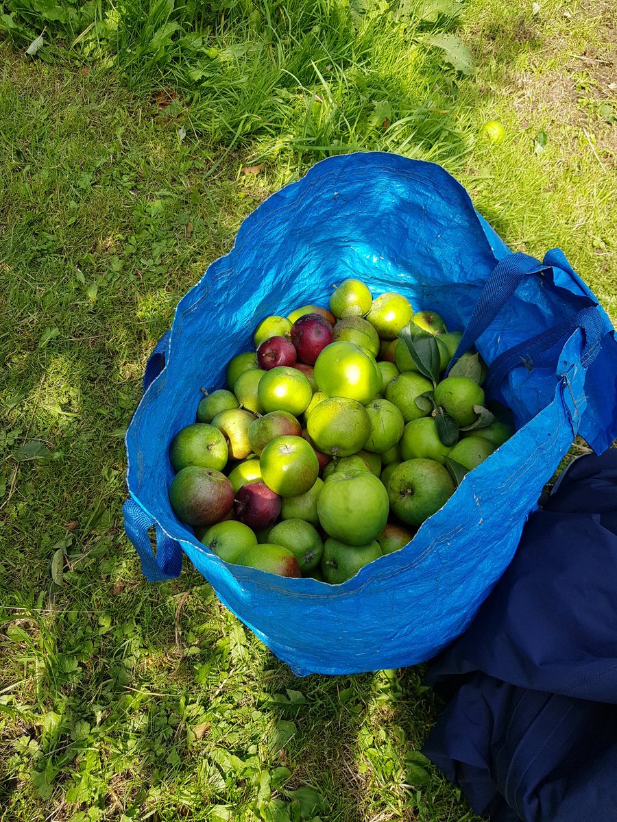 HenllysLNR's tweet image. Really enjoyed hands on learning about summer orchard pruning from @TChepstow this morning. Very valuable experience for our own #orchards. Thank you for the guidance. #volunteering #scaffoldlearning