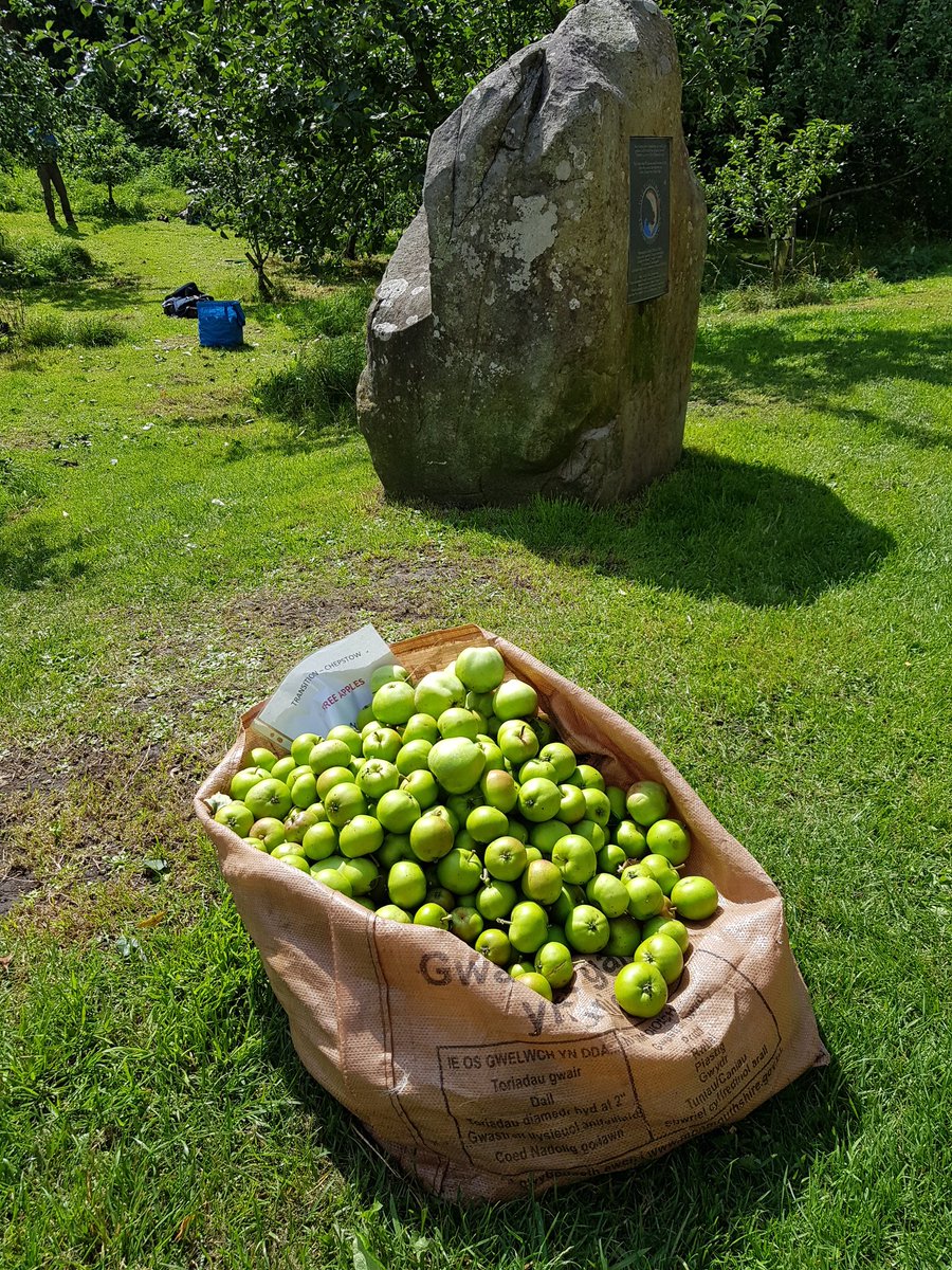 HenllysLNR's tweet image. Really enjoyed hands on learning about summer orchard pruning from @TChepstow this morning. Very valuable experience for our own #orchards. Thank you for the guidance. #volunteering #scaffoldlearning