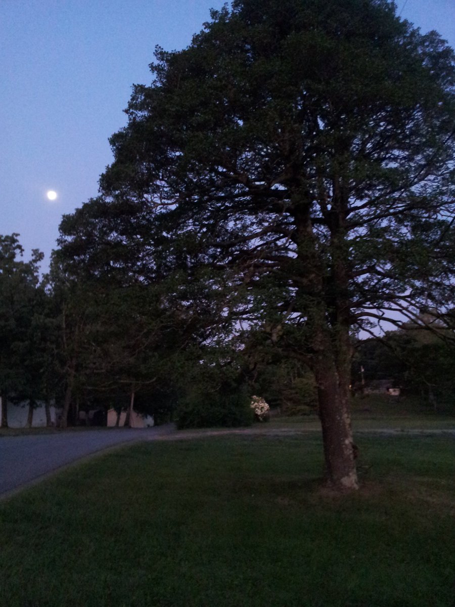 kalosharon's tweet photo. @JDarensbourgWx 6:15AM Sat 17Aug2019 grand ol' holly tree basking in early AM light https://t.co/9qOSaAZQyK