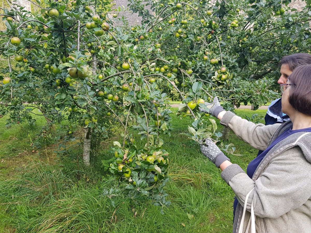 HenllysLNR's tweet image. Really enjoyed hands on learning about summer orchard pruning from @TChepstow this morning. Very valuable experience for our own #orchards. Thank you for the guidance. #volunteering #scaffoldlearning