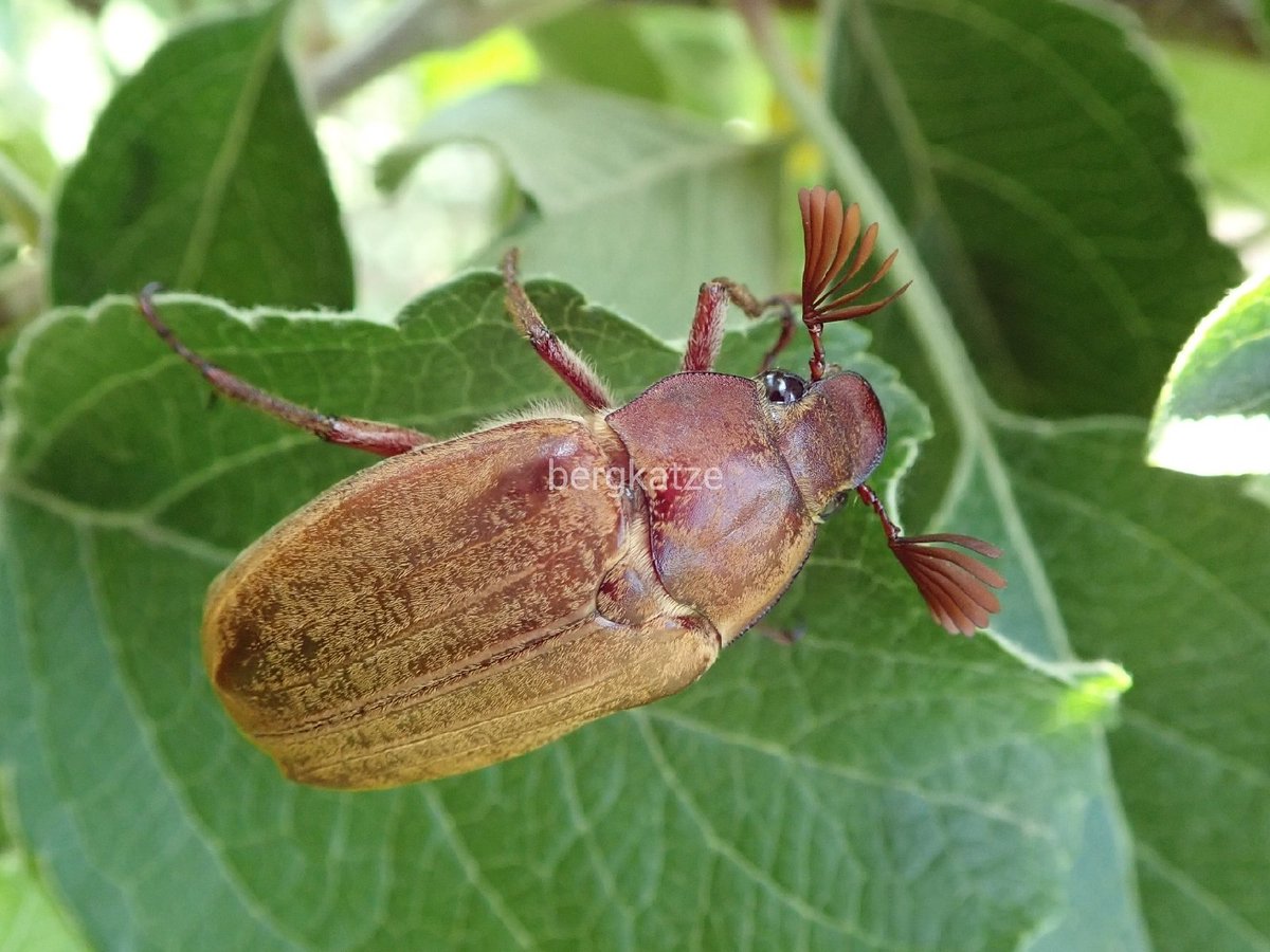 Bergkatze Twitterissa コフキコガネ Melolontha Melolontha Japonica Burmeister 1855 シーズン1匹目だけは可愛いと思う 後はクソザコ 笑 鞘翅 コガネムシ科 コフキコガネ Bergkatze Twitterissa コフキコガネ Melolontha Melolontha Japonica Burmeister 1855 シーズン1匹目だけは可愛いと思う 後はクソザコ 笑 鞘翅 コガネムシ科 コフキコガネ