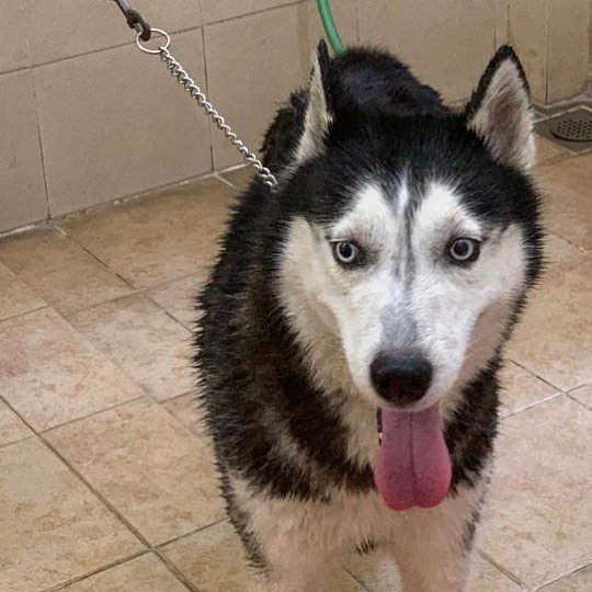 andi_hadinoto's tweet photo. #HuskyWisdom “Leadership is the art of getting someone else to do something you want done because he wants to do it.” ― Dwight D. Eisenhower. (He wants to have a bath 😊)
.
#SiberianHusky #SiberianHuskies
#husky #huskies #huskygram
#doglovers #dogs #… https://t.co/wkwh5FRISY https://t.co/m2gOzwr3W0