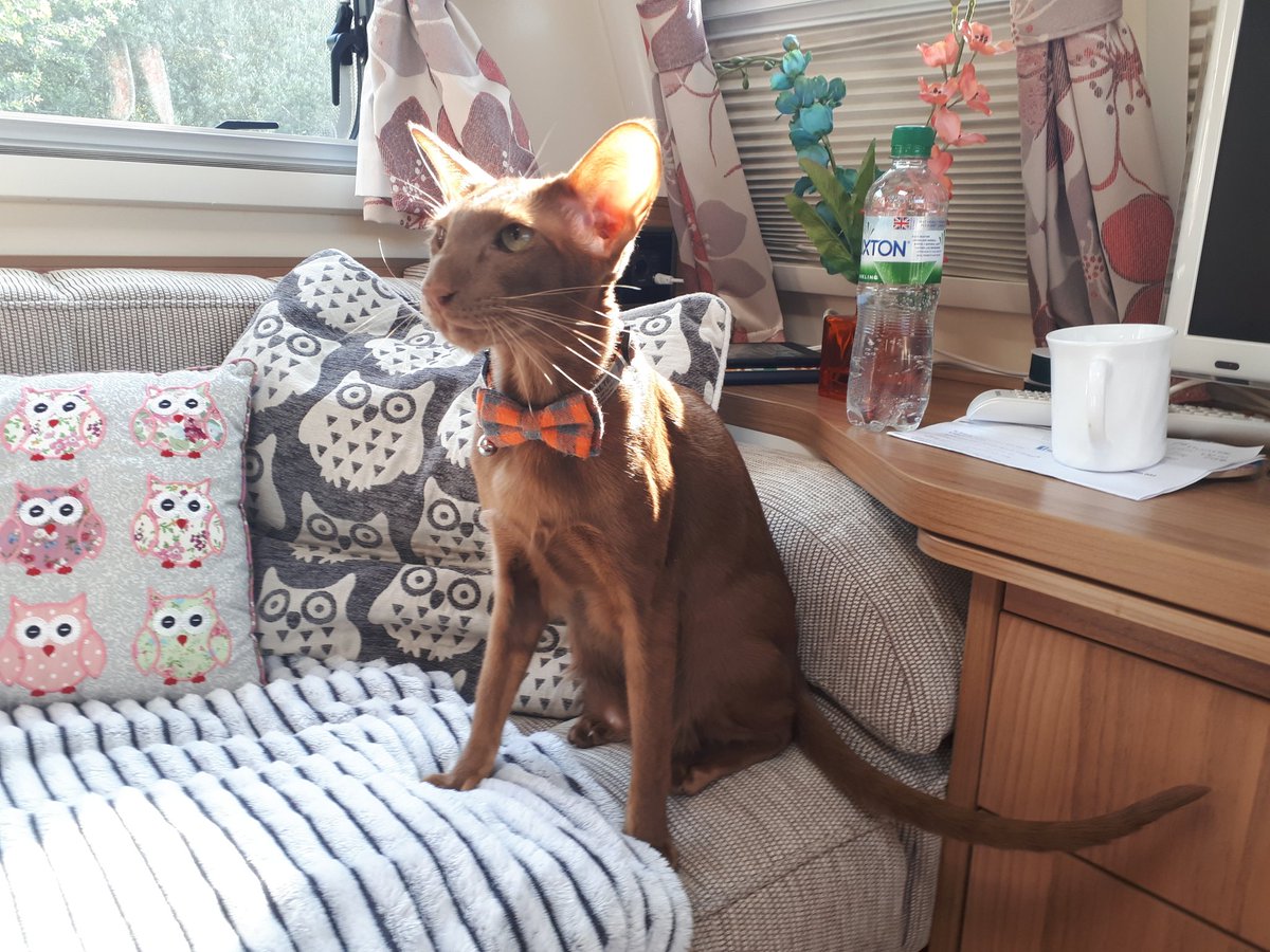 jolenehunter's tweet photo. Morning #SunPuddles and #Bacon 🙀 #WheresWalter🐒💚 #DickyBow #CaravanCats #TeamDiablo #CatsOfTwitter #catsofinstagram https://t.co/iPKjx8EObH