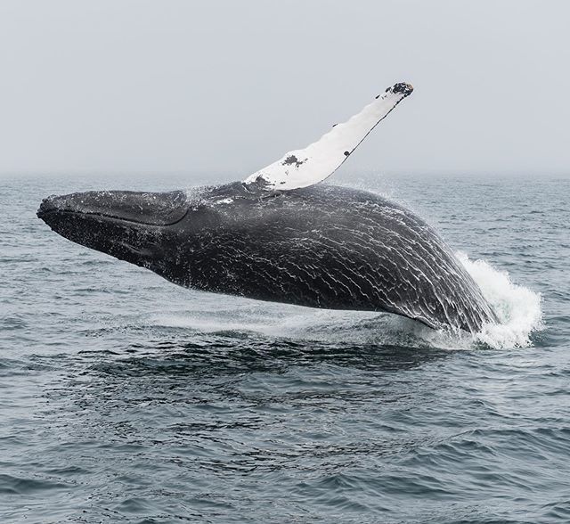 Jeff Baumgart tweet media