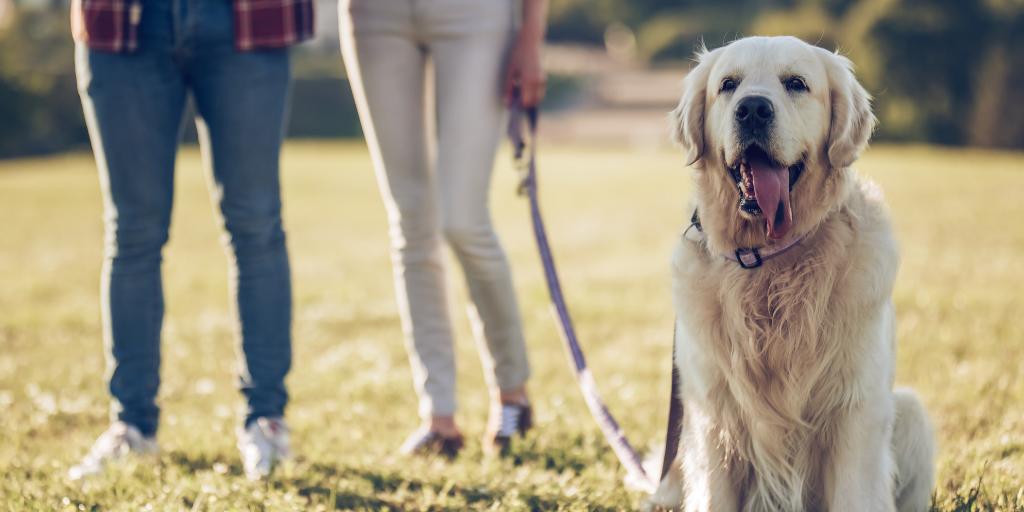 We understand that dogs are as much a part of the family, which is why we are a #dogfriendly hotel! Why not bring your furry friend along on your next break? 🐶