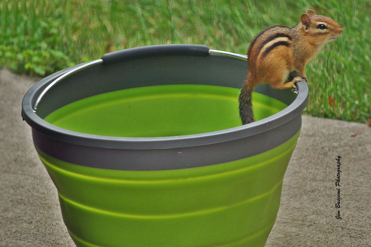 Jbusc33's tweet photo. #chipmunk, #chipanddale #wildlifephotography, #wildlife, #backyard, #fairportny, #visitor, #rodents, #bucket #naturephotography, #imallright #zip #sittingpretty #highdiver https://t.co/ddpXiYPdnM