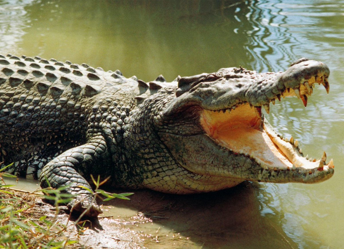 Mr_Singh86_'s tweet photo. #NonPolitical
#BalNarendra kyun #Crocodile utha laya tha.Actually he thought Croc is trying to mock him to look cool,He didnt knew poor fellow was just cooling off😂 #MouthGaping #Jst4Fun
@bajirao_ballal @DesiStupides @waqt_ki_awaz @Gajendr34511205 @ccredited_ @chotabachchahai https://t.co/Ai3Qexqz11