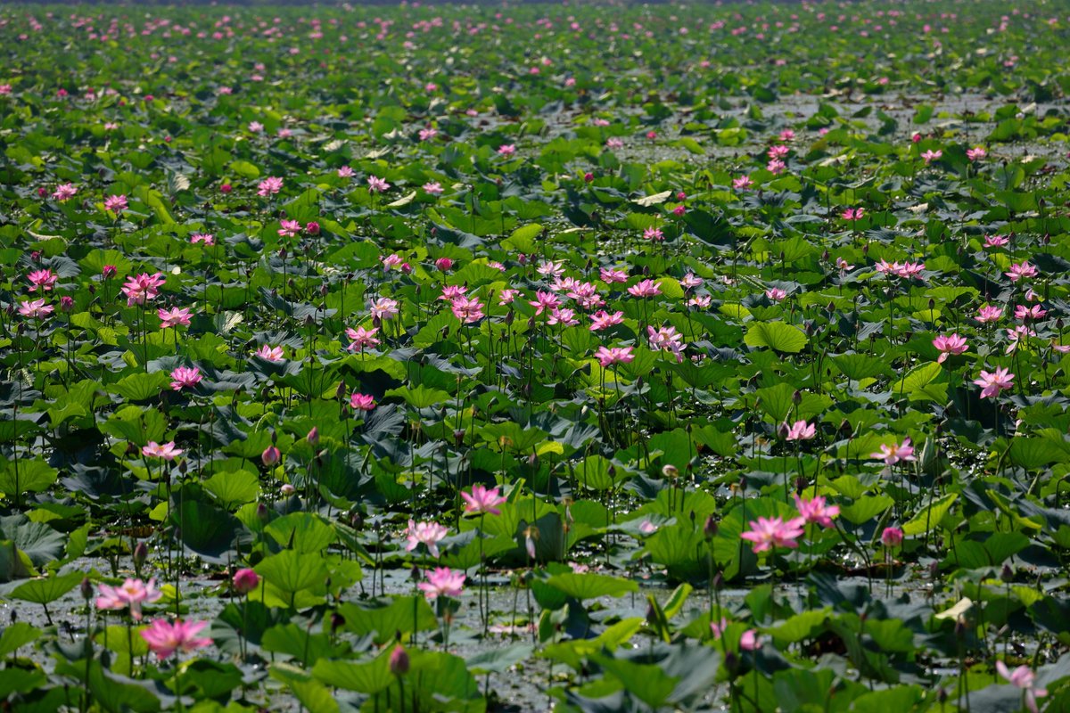 長沼はすまつり