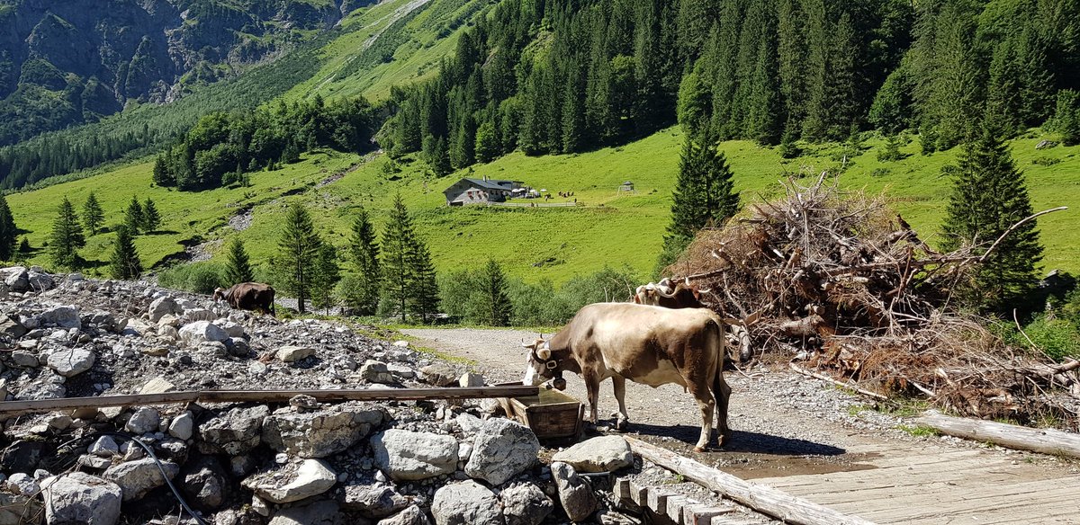 kleinwalsertal1's tweet photo. Gemsteltal Kleinwalsertal
#Kuhe #Berge #Österreich https://t.co/Y1BUzyBIlF