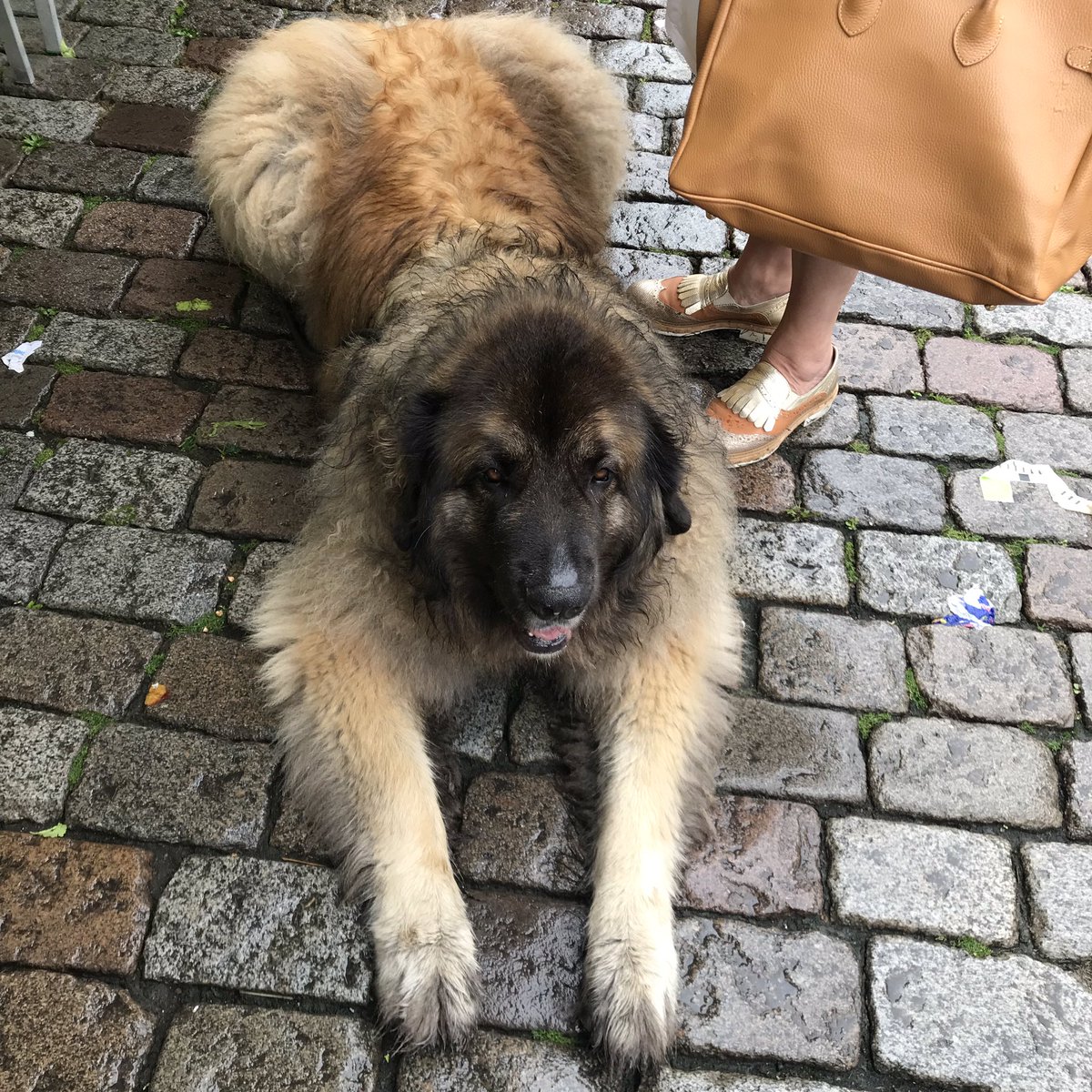 PennyHaw's tweet photo. Today’s #flatrun took me through potato fields, villages and passed a roadside bookshop. I also made friends with a large shaggy dude from Groningen. #Netherlands https://t.co/S4Gh1UBhO4