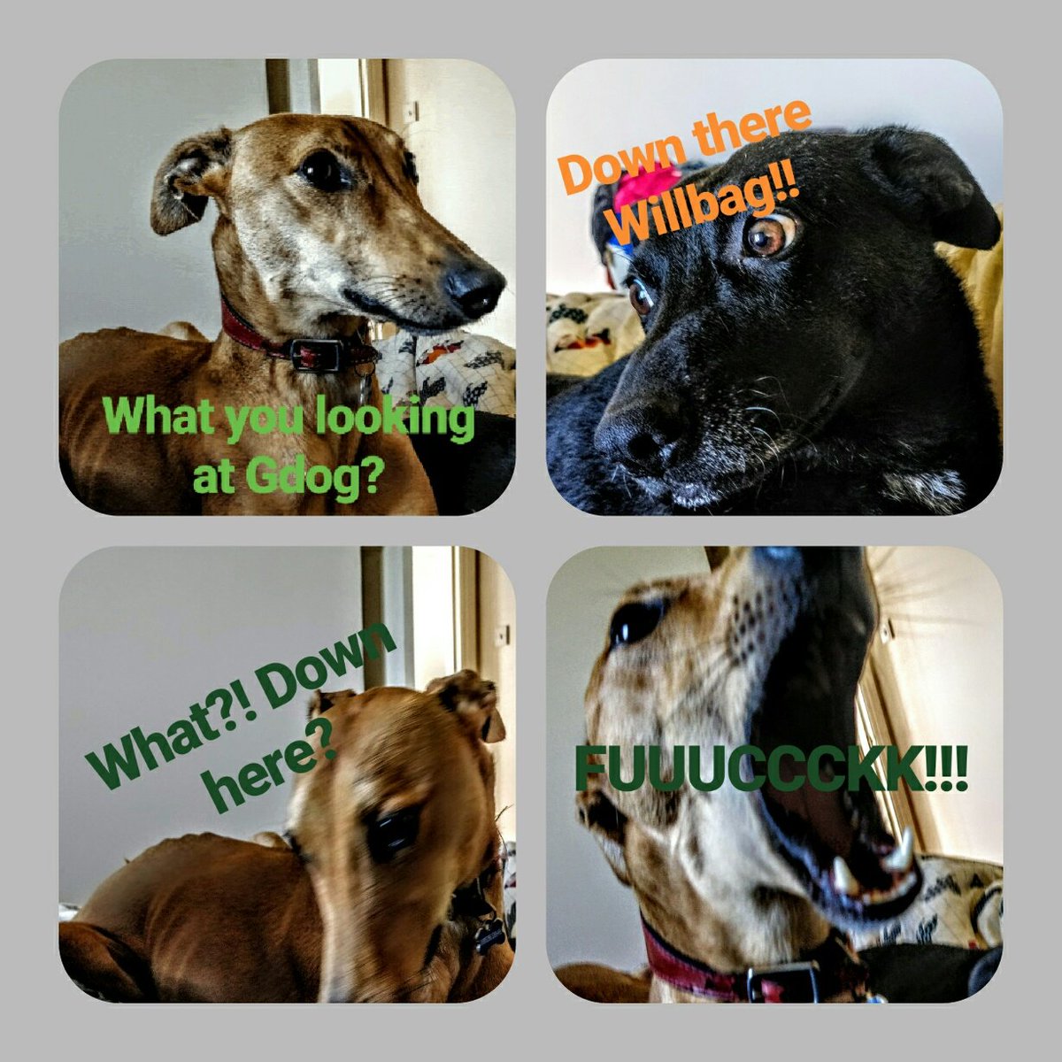 ClaireyFaery78's tweet photo. Gdog and Willbag see a spider.🕷 #dogs #afraidofspiders #lurchers https://t.co/2CmCrWwes0