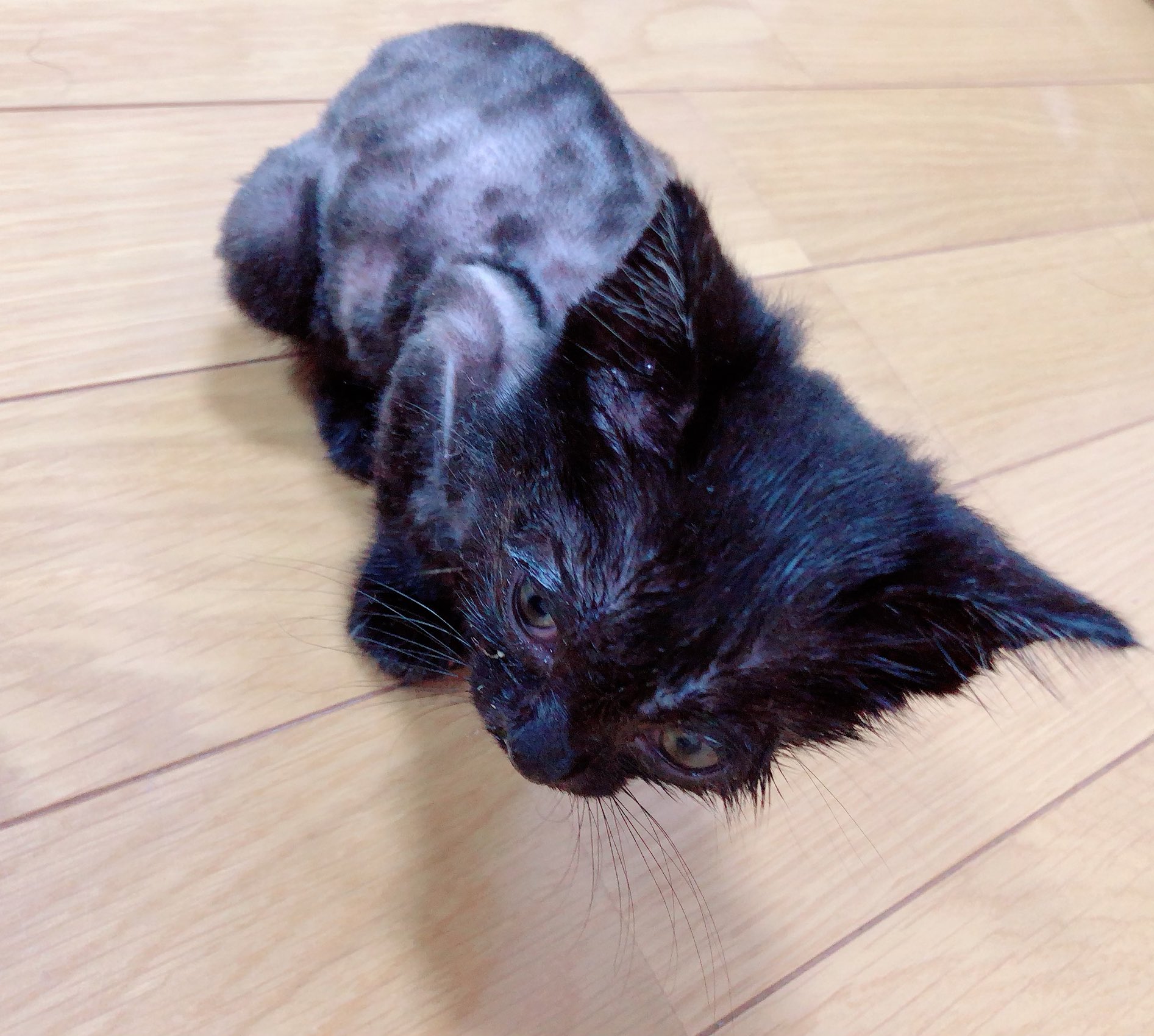 森川彩香 猫のシラミの卵の取り方知ってる人 とりま ネットで調べてペット用のバリカン買って身体の毛は剃ってみた しばらくはハゲ生活かな さかもと 阪本 です T Co Hasgunb9ku Twitter