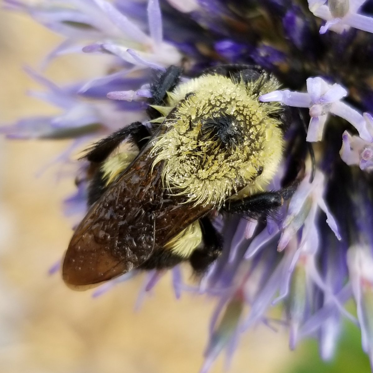 Dew-covered #bumblebee sleeping on globe thistle. #FlowerReport @alyssaharad #nativebee #pollinator