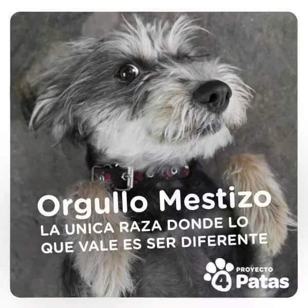 nydiacervera's tweet photo. #FelizDomingo @Froggieland @duky1107 @kabena76 @pikis_deolarte @PipianMx @DaliaMRocha @EEYYYAA @LlGllgina1 @la_woodra @Negra_start @mariluzza @lasaguis @iztalccihuatl @HuesitosDF @gretakolarik @SOSsalchichas @raquelgarzac @nora_nap @mtz_tt @PipianMx @Hera_Sea @CEIzcuintle @l_orii https://t.co/1ZQt2UO6QZ