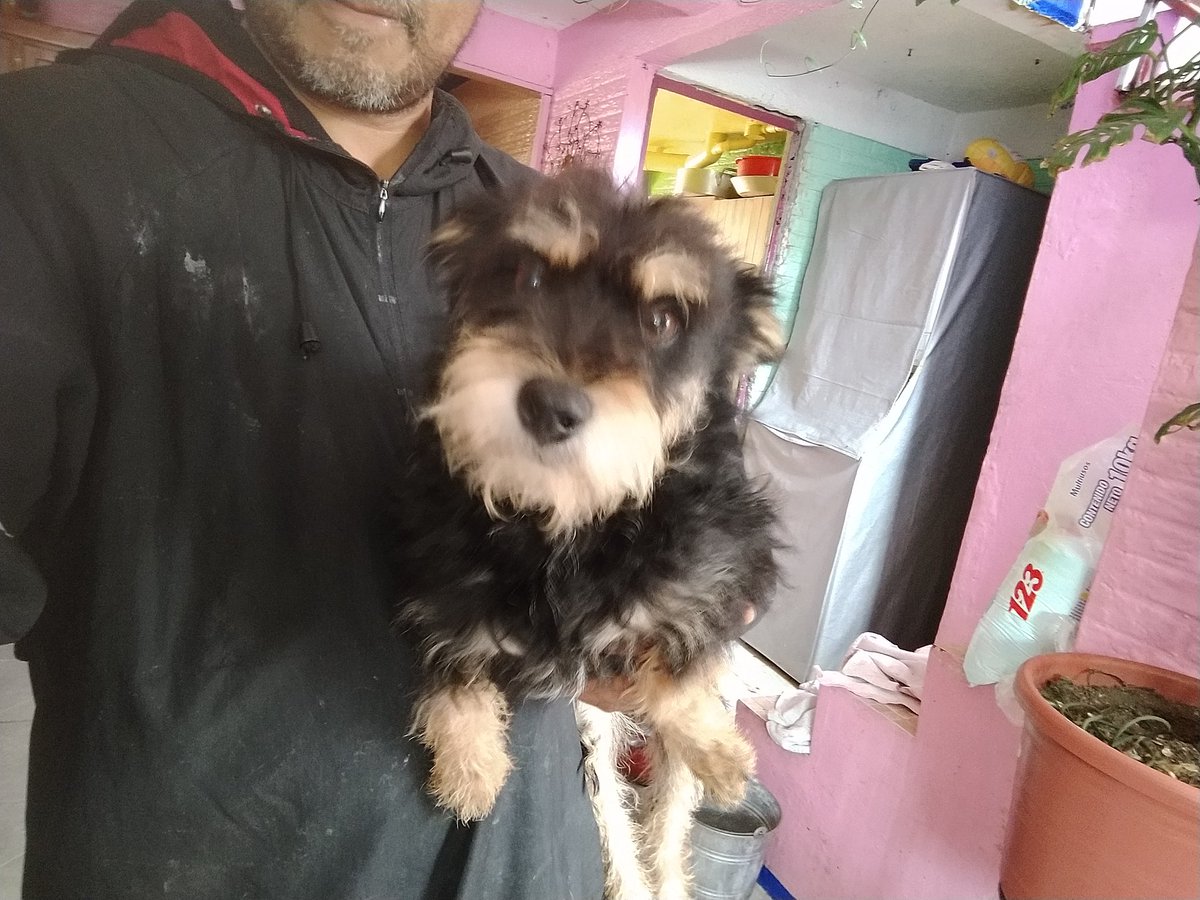 Perrosenlacalle's tweet photo. DIJE YA NO MAS!! Y llegaron 4 de un jalón. Una señora que estimo mucho de la tercera edad ya no puede cuidarlos y tuve que darles alojamiento. Bueno, que hacer? Están esterilizadas, vacunadas y desparasitadas https://t.co/BrZS2jMSh2