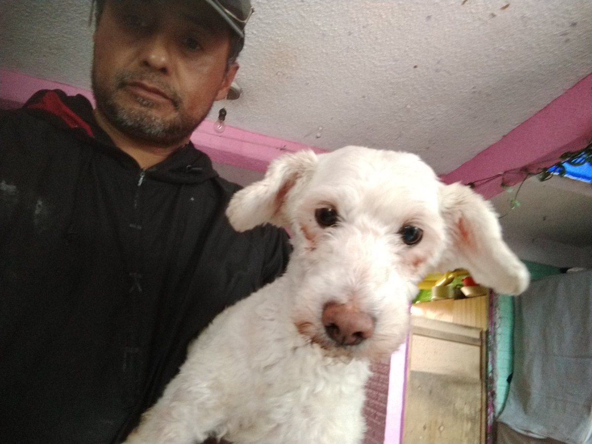 Perrosenlacalle's tweet photo. DIJE YA NO MAS!! Y llegaron 4 de un jalón. Una señora que estimo mucho de la tercera edad ya no puede cuidarlos y tuve que darles alojamiento. Bueno, que hacer? Están esterilizadas, vacunadas y desparasitadas https://t.co/BrZS2jMSh2
