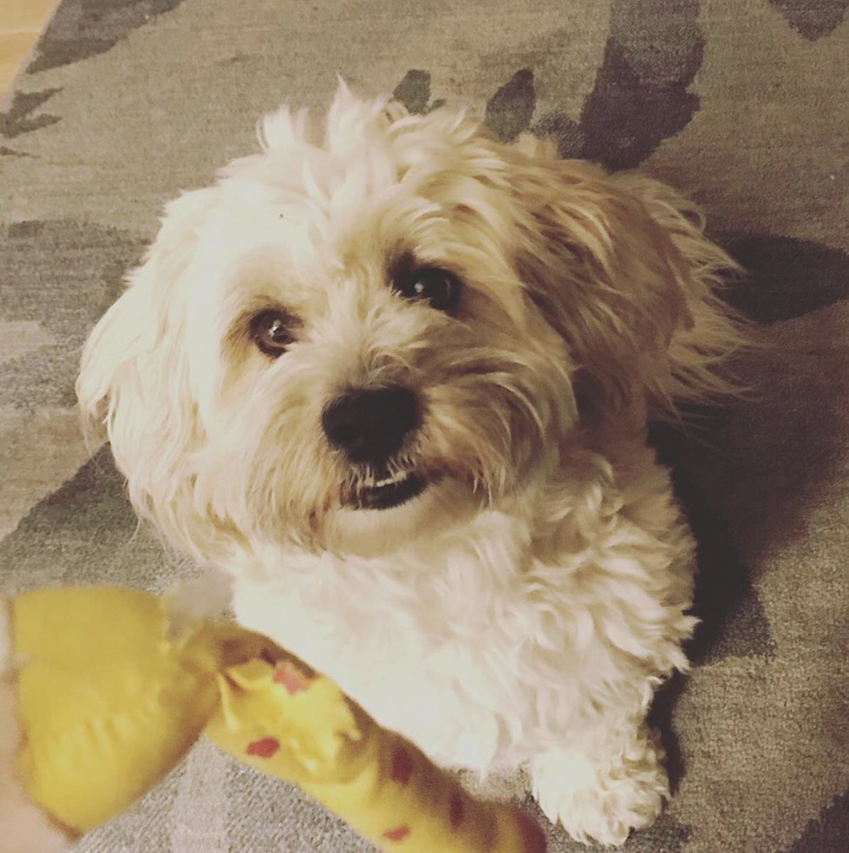 HeidiHutner's tweet photo. #2 When all else in this climate and radioactive toxic mess is madness, there’s this guy! He was saved by a great rescuer in LA: @AddieDaddio https://t.co/0F1qxn0HZn
