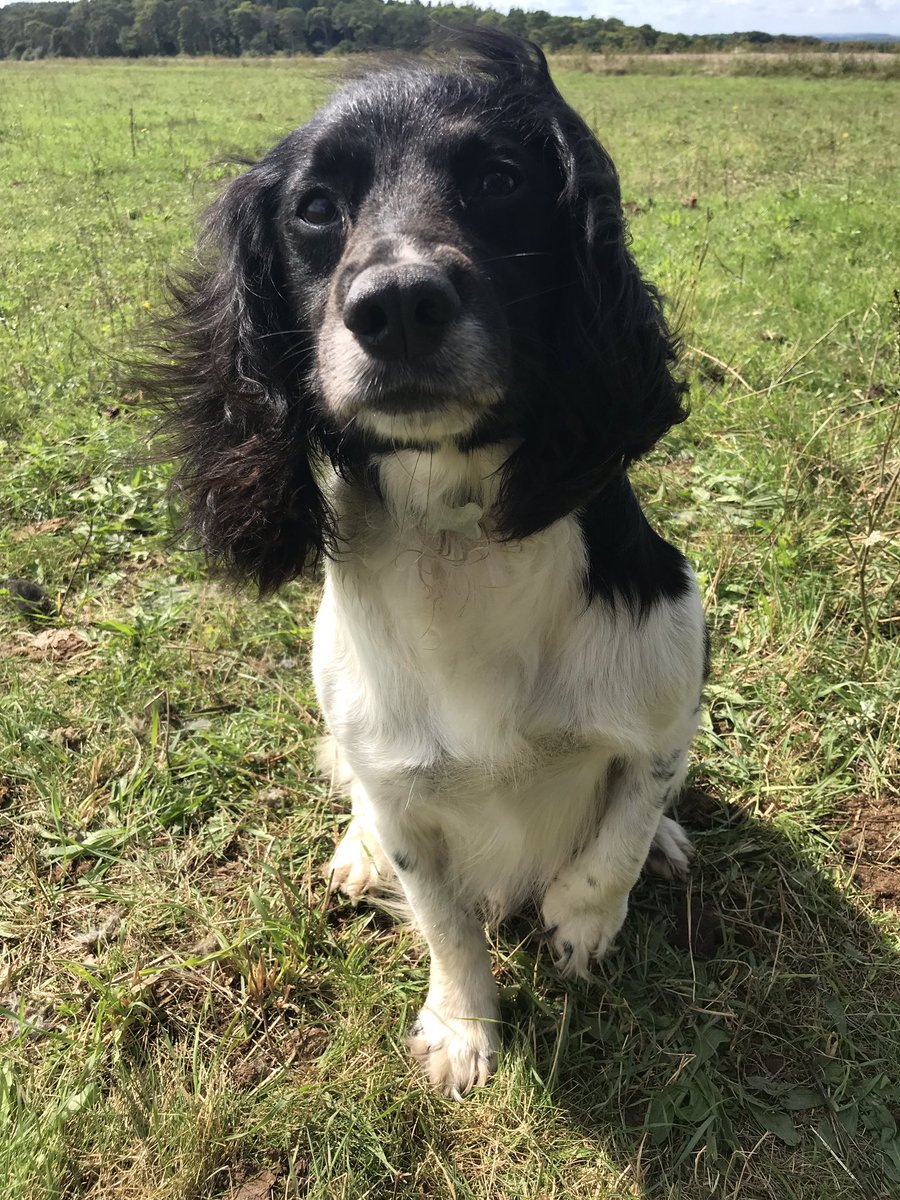 AwesomeSpaz12's tweet photo. To ANYMORE keyboard warriors / ๐ ๐s who believe Iโm โcruelโto let him to get covered in sticky buds, 1stโly clearly you NEVER owned a spaniel 2ndly here he is looking like a VidalSassoon model after 20mins grooming time Happy&Healthy&behaving like a dog on his RDs #WITCHOUT๐ https://t.co/KmRJgMGSM0