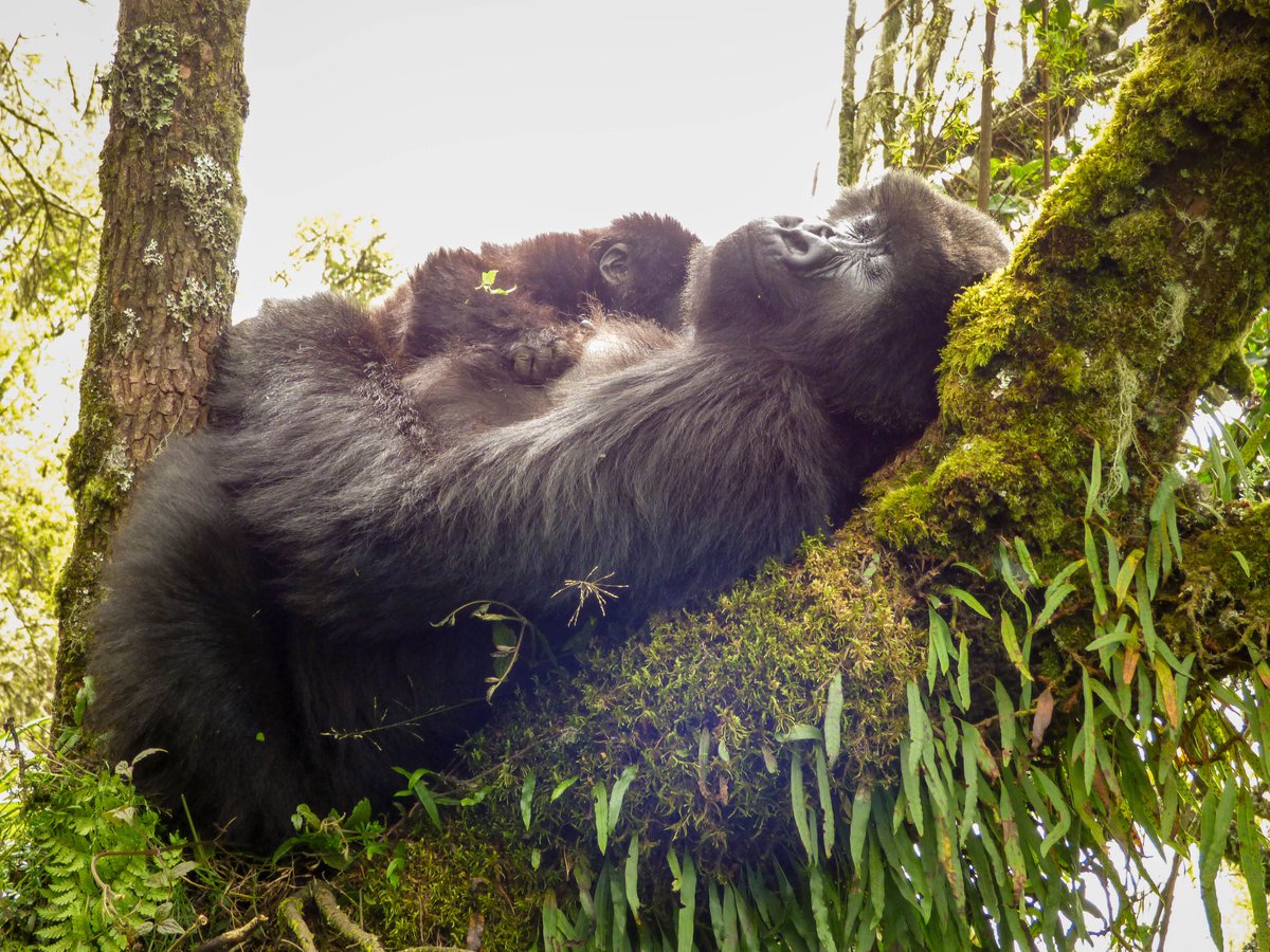 Sunday mood 😴

#gorilla #babygorilla #rwanda #savingspecies #wildlifeconservation #dianfossey #endangeredspecies #mountaingorilla #conservation