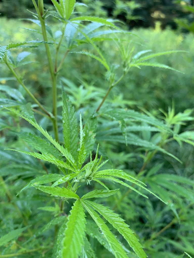HempHare's tweet photo. Morning pre-pre-flower shot 🌲🌲🌲 https://t.co/4QSPuH078g