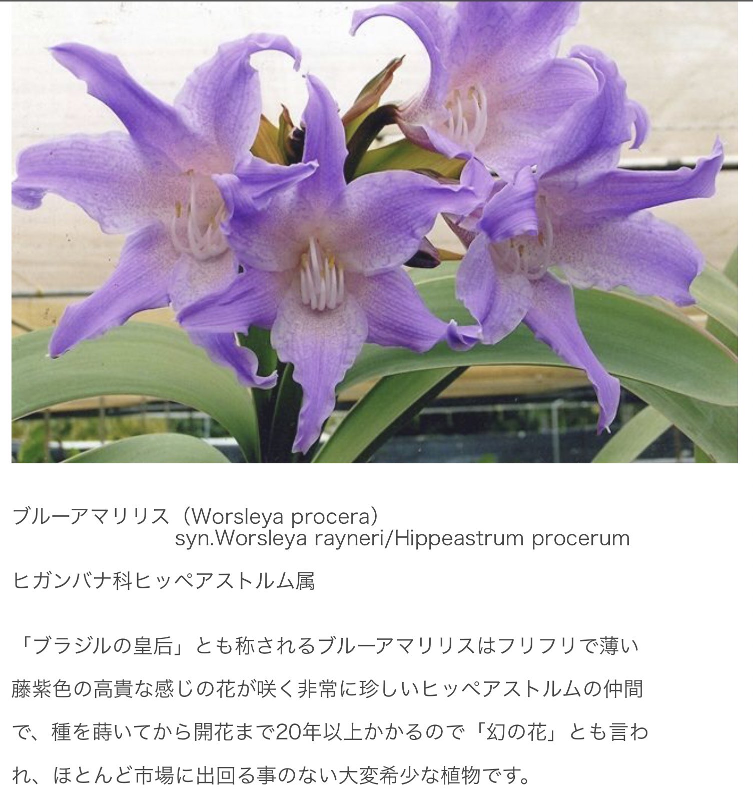 ターニャ オルタナティブ メルトの言う 紫のアマリリス を注文しようかと思って調べたら 該当する品種が超希少で一株が軽く10万はする件について これ両手いっぱいって リアルマネーで100万溶けますよね 秒速100万ってそういう T Co