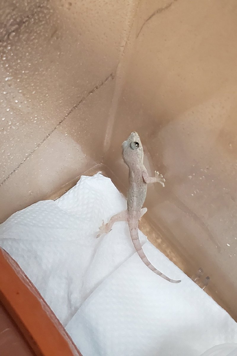 Avainsana ヤモリの赤ちゃん Twitterissa